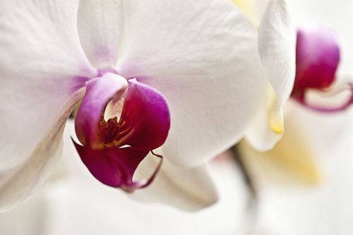 Orchisa, Orchidėja, Gėlė, Žydi, Rytietiška Gėlė, Augalas, Gamta, Flora, Aiškumas, Iš Arti, Viduje Gėlės, Gėlių Žiedlapiai, Balta Gėlė, Gėlių Kambarys, Elegantiškas, Švelnus