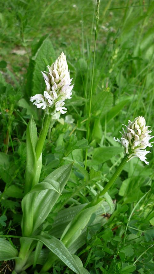 Orchis Tridentata, Albino, Baltos Spalvos Retenybė, Vokiečių Orchidėja, Gamtos Apsauga, Aštraus Gėlė