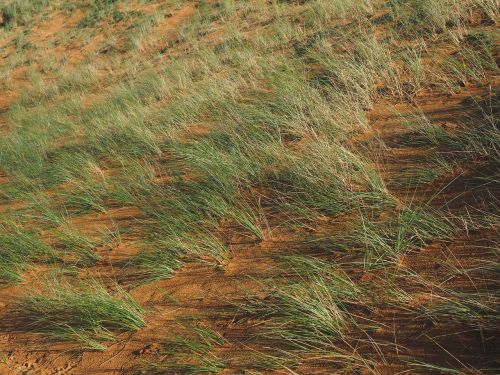 Paprasti Avižiniai Avižai, Augalas, Žolė, Ammophila Arenaria, Paplūdimio Žolė, Smėlio Vamzdis, Sandhalm, Seehafer, Vairas, Pionierių Gamykla, Fiksavimo Įrenginys, Smėlis, Kopos, Smėlio Kopa, Marram Žolė, Ammophila, Saldymedis, Poaceae