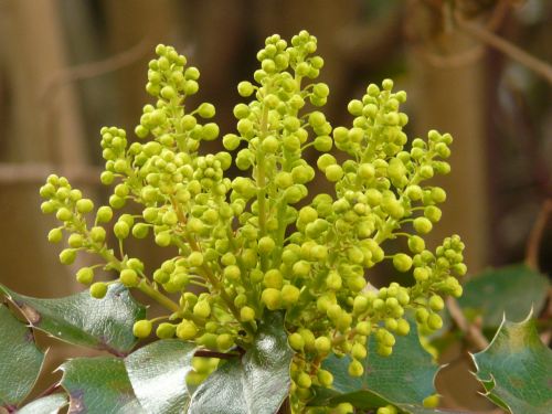 Įprastas Raudonmedis, Stechdornblättrige Mahonie, Mahonia Aquifolium, Visžalis Strauchart, Raudonmedis, Berberitzengewächs, Berberidaceae, Dekoratyvinis, Žiedas, Žydėti, Žydėti, Geltona