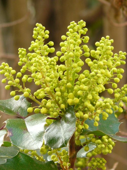 Įprastas Raudonmedis, Stechdornblättrige Mahonie, Mahonia Aquifolium, Visžalis Strauchart, Raudonmedis, Berberitzengewächs, Berberidaceae, Dekoratyvinis, Žiedas, Žydėti, Žydėti, Geltona