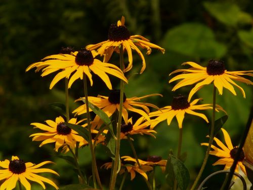 Paprastas Sonnenhut, Gėlė, Geltona, Rudbeckia Fulgida, Šviečianti Jautiena, Saulės Skrybėlė, Juodas Akimis, Rudbeckia, Krepšelio Gėlių Šiltnamiai, Asteraceae