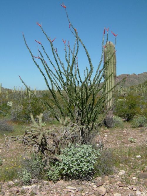 Organų Vamzdis, Organų Kaktuso Nacionalinis Paminklas, Kaktusas, Dykuma, Arizona, Pietvakarius, Sonoran, Dygliuotas