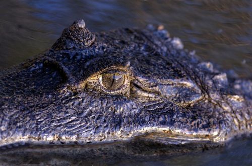 Orinoko Krokodilas, Akis, Ropliai, Venezuela, Krokodilas, Llanos, Pelkės, Gyvūnas