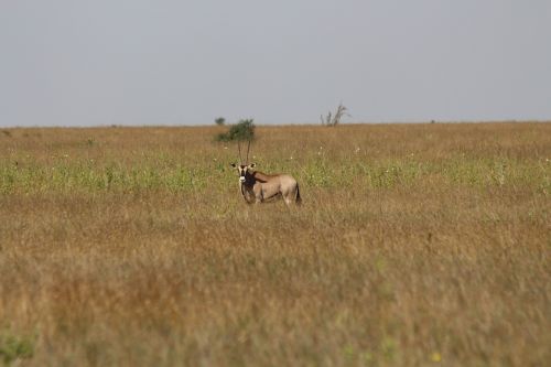 Oriz, Laikipia, Kenya