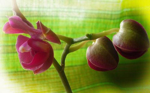 Orchidėja,  Orchidėja