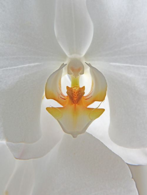 Orkide, Gėlė, Balta, Augalas, Orchidėja, Pasodintas Augalas