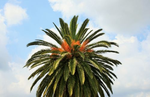 Medis,  Delnas,  Data,  Dekoratyvinis,  Vaisiai,  Oranžinė,  Ornamentinis Dienos Palmių Vaisius