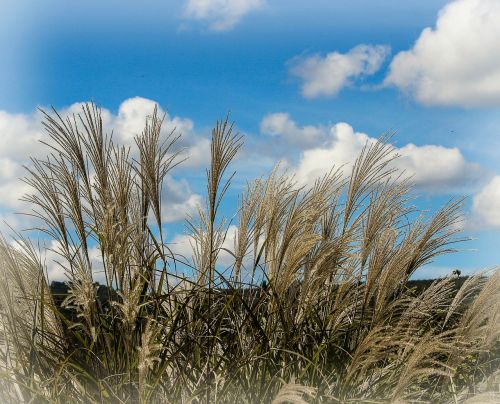 Dekoratyvinė Žolė, Miscanthus Huron, Dekoratyvinis, Sodininkystė, Piktžolės, Kraštovaizdis, Sodas, Augalas, Augti, Žemdirbystė, Sezonas, Lauke, Priežiūra, Augimas, Veja, Auginimas, Sodas, Flora, Krūmas