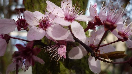 Dekoratyviniai Medis,  Gėlės,  Ryškiai Rožinės Spalvos,  Pavasaris,  Iš Arti