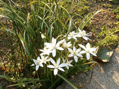 Ornisogaram ウ ン ベ ラ タ ム, Baltos Gėlės, Pavasario Gėlės, Ankstyvos Vasaros Gėlės, Liliaceae