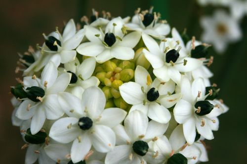 Gėlė,  Balta,  Skanėsto,  Ornithogalum Arabica