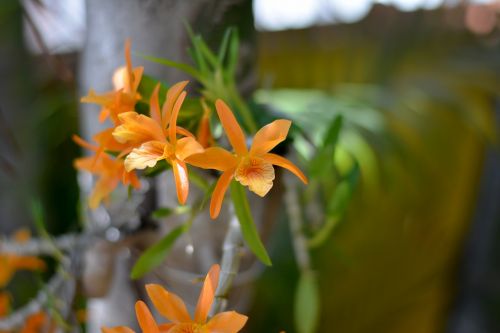 Orquidea, Oranžinė Gėlė, Gamta, Augalas