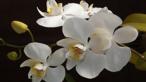 Orquidea, Gėlė, Meilė, Delikatesas, Spalvinga