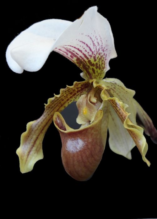 Orquidea, Gėlės, Šlepetė
