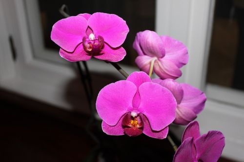 Orquidea, Gėlė, Orchidėja, Gėlės, Gamta, Orchidinė Rožinė