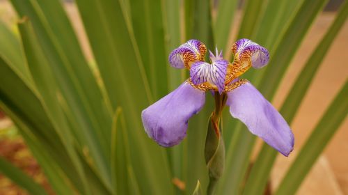 Orquidea, Gėlė, Augalas, Pavasaris