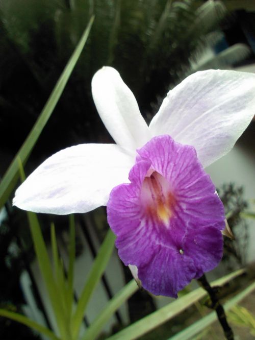 Orquidea, Miškas, Mata Atlantica, Flora