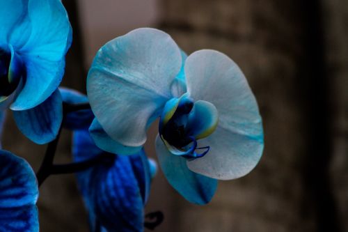 Orquidea, Gėlė, Orchidėja, Sodas, Egzotinis Augalas, Augalas, Gėlės, Pavasaris, Gamta, Bambuko Orchidėja, Geltona, Orquideas, Bromelija, Violetinė Orchidėja, Violetinė