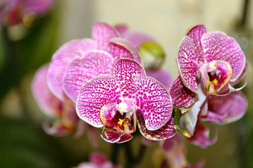 Orquideas,  Gėlė,  Floros,  Pobūdį,  Orchidėjų,  Tropical,  Egzotiškas,  Violetinė,  Klestėti,  Spalva,  Botanikas,  Lapų,  Baltos Spalvos,  Augalų,  Sodas