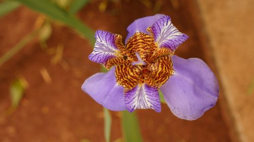 Orquideas, Gėlė, Violetinė, Augalas, Pavasaris