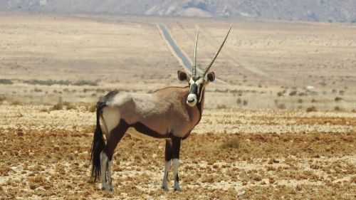 Oryx, Gyvūnas, Dykuma, Afrika, Safari, Ragai, Žinduolis