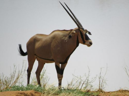 Oryx, Afrika, Gyvūnas, Gamta, Laukinė Gamta, Safari, Antilopė, Žinduolis, Kenya