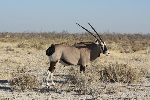 Oryx, Antilopė, Gyvūnas, Namibija, Afrika
