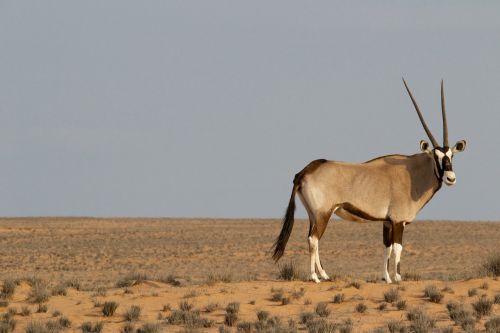 Oryx,  Antilopė,  Laukinė Gamta,  Gyvūnas,  Afrika,  Žinduolis,  Laukiniai,  Safari,  Gazelė,  Ragai,  Gamta