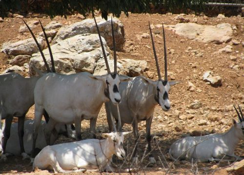 Oryx, Antilopė, Afrika, Laukiniai, Orykso Antilopė, Gyvūnas