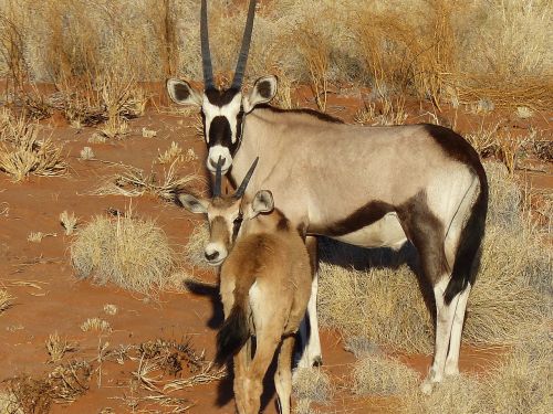 Oryx, Antilopė, Namibija, Laukiniai