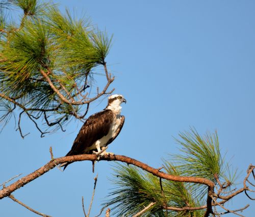 Osprey, Laukinė Gamta, Paukštis, Paukštis, Gyvūnas, Raptoras, Gamta, Laukiniai, Skrydis, Vanagas, Plėšrūnas, Dangus, Amerikietis, Skristi, Snapas, Ruda, Pandionas, Akis, Medžioklė, Medžiotojas, Lauke, Balta, Pakilti, Fernan, Talonai, Sparnai, Grobis