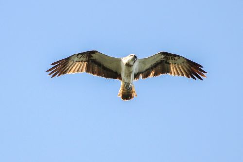 Osprey, Müritz, Mecklenburgische Seenplatte, Paukštis, Adler, Raptoras, Plėšrusis Paukštis, Išsaugojimo Parkas