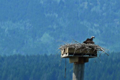 Osprey, Paukštis, Gamta, Lizdą, Laukinė Gamta, Raptoras, Plėšrūnas, Pandionas, Haliaetus, Paukštis