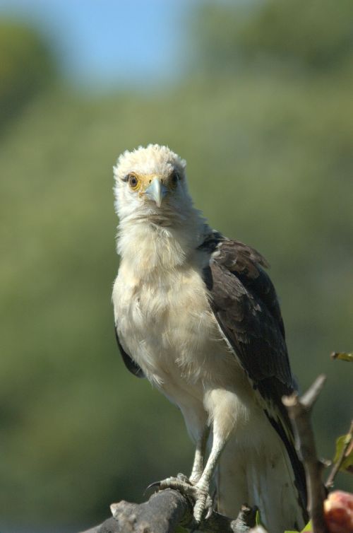 Osprey, Llanos, Venezuela, Raptoras, Gyvūnas