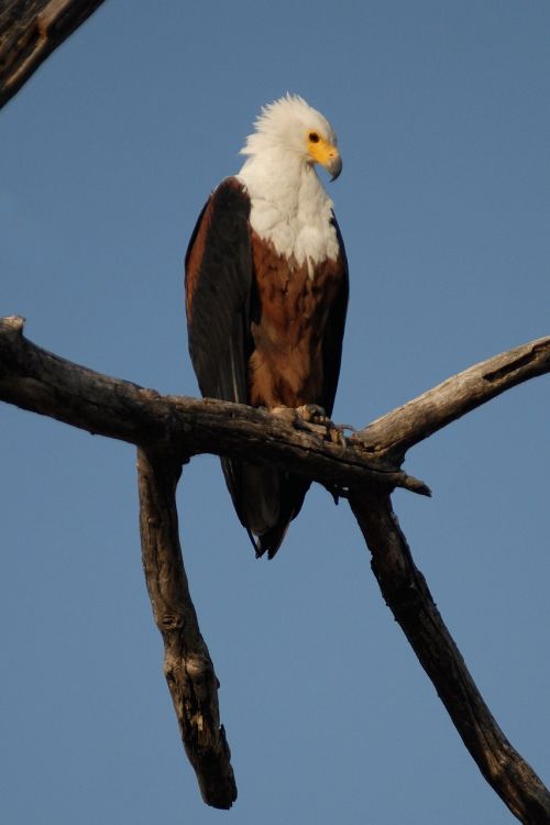 Osprey, Paukštis, Adler, Botsvana