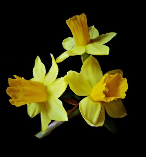 Osterglocken, Narcizai, Pavasario Gėlės, Šviesiai Geltoni Išoriniai Žiedlapiai, Tamsesnių Varpų Gėlių Viduje, Tamsus Fonas, Uždaryti