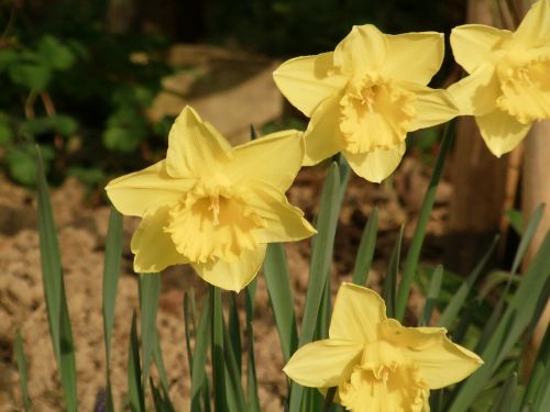 Osterglocken, Narcizai, Pavasaris, Geltona, Gėlė