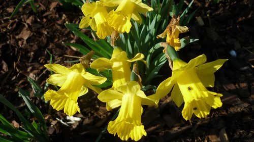Osterglocken,  Pavasario Gėlė,  Geltona,  Gėlės