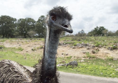 Strutis, Laukinis Gyvūnas, Gyvūnas, Laukiniai, Paukštis, Laukinė Gamta, Gamta, Zoologijos Sodas, Safari