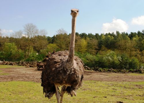 Strutis, Zoologijos Sodas, Paukštis, Sparnai, Plunksna, Laukinė Gamta, Snapas, Laukiniai, Laisvė, Lauke, Didingas, Padaras, Dykuma, Gamta, Žinduolis, Stuburas, Gyvūnas