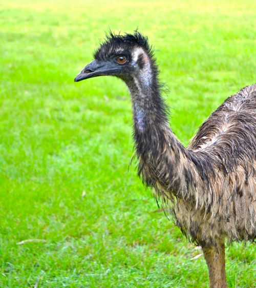 Strutis, Emu, Fauna, Australia