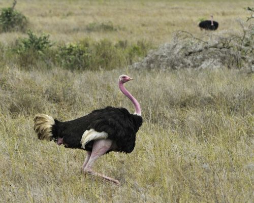 Strutis, Paukštis, Laukinė Gamta, Plunksna, Gamta, Bėgimas, Serengeti, Savana, Tanzanija, Afrika, Eric Dietrich, Žaidimas