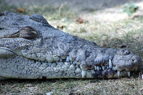 Ostrorylyj Krokodilas, Crocodylus Acutus, Gamta, Krokodilas, Ropliai, Gyvūnai, Miega, Iš Arti, Pilka, Dantys, Pavojingas Gyvūnas