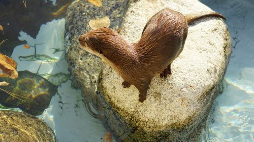 Ūdra, Zoologijos Sodas, Lauke, Gyvūnas