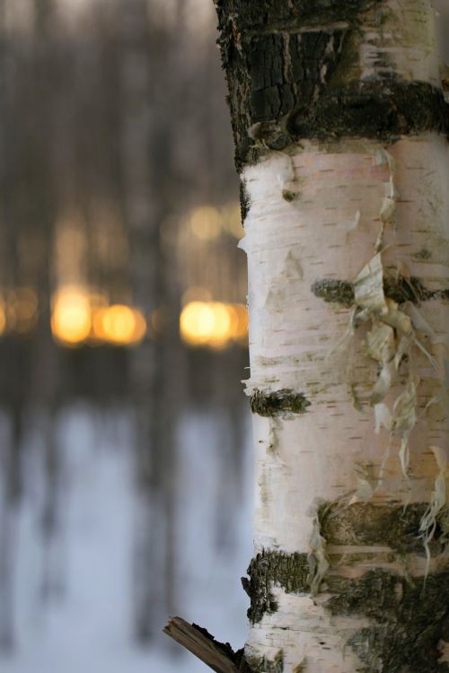 Lauke,  Medis,  Mediena,  Gamta,  Žiema,  Suomijos Gamta,  Gamtos Nuotrauka,  Sniegas,  Beržas,  Vakaras,  Be Honoraro Mokesčio