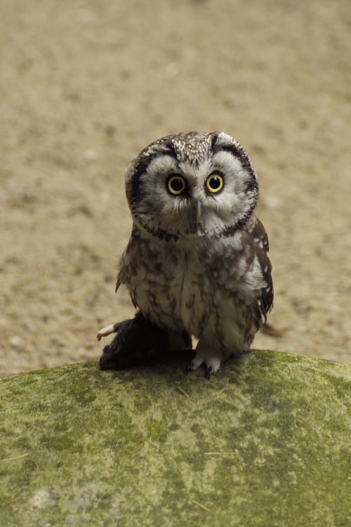 Pelėdos, Eurazinis Pygmy Owl, Paukštis, Tallinn Zoo