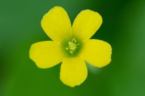 Oksalis Corniculata, Wildflower, Wildflower Close-Ups, Gėlės, Gėlių Didieji Planai