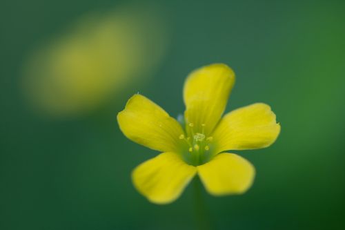 Oksalis Corniculata, Prispausti, Gėlės, Gėlių Didieji Planai, Wildflower Close-Ups, Makro