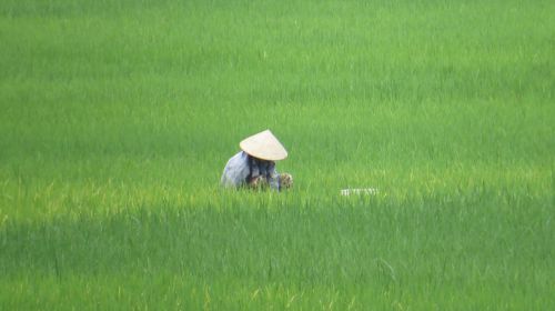 Paddy, Vietnamas, Ūkininko Žmona, Skrybėlę, Asija, Mai Chau